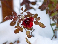 Winter Rose 4